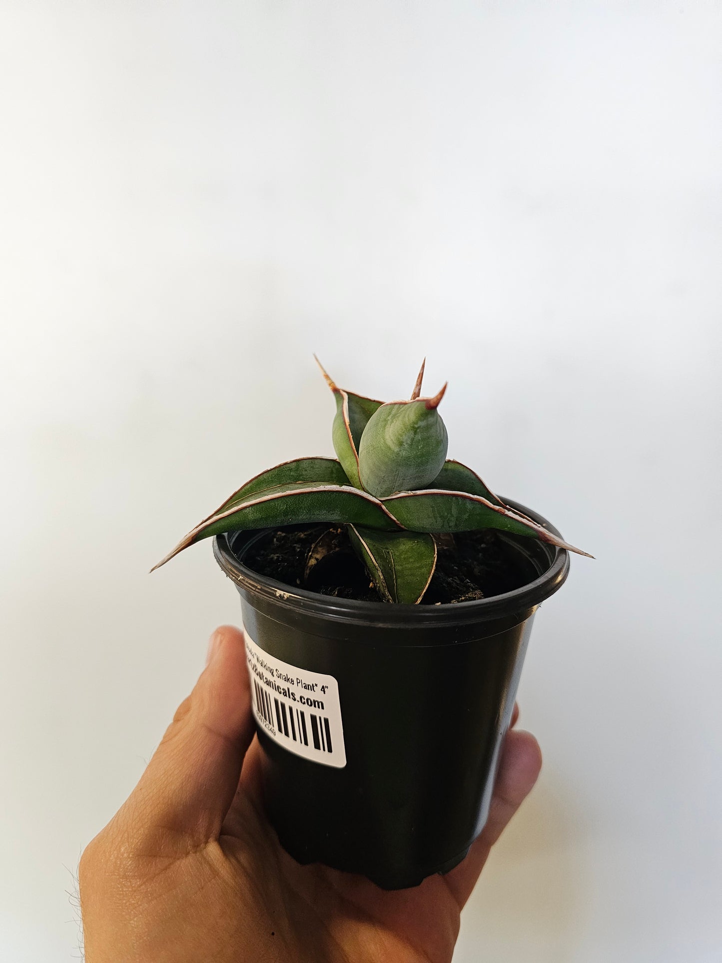 Sansevieria pinguicula "Walking Snake Plant" 4"