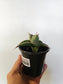 Sansevieria pinguicula "Walking Snake Plant" 4"