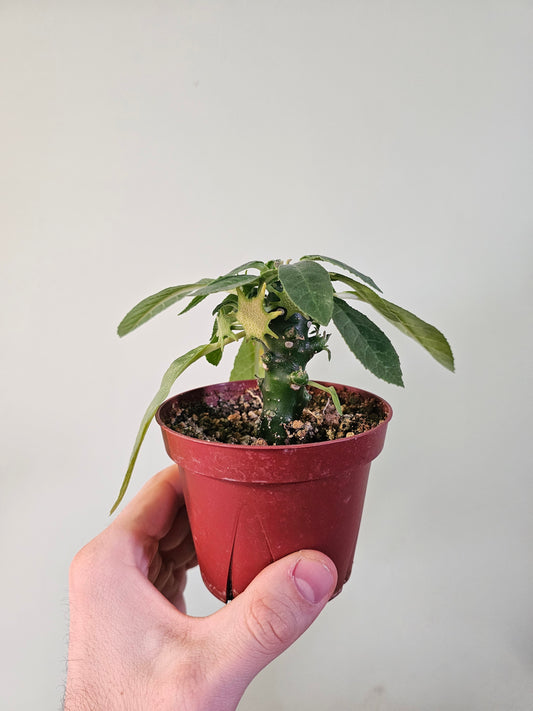 Dorstenia Foetida ssp. 4"