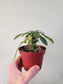 Dorstenia Foetida ssp. 4"
