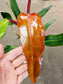 SAAM Auction - Philodendron Orange Marmalade Narrow Form 6"
