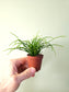 Rhipsalis baccifera "Spaghetti Plant" 2"