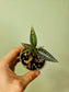 Goodyera hispida Jewel Orchid 2.5"