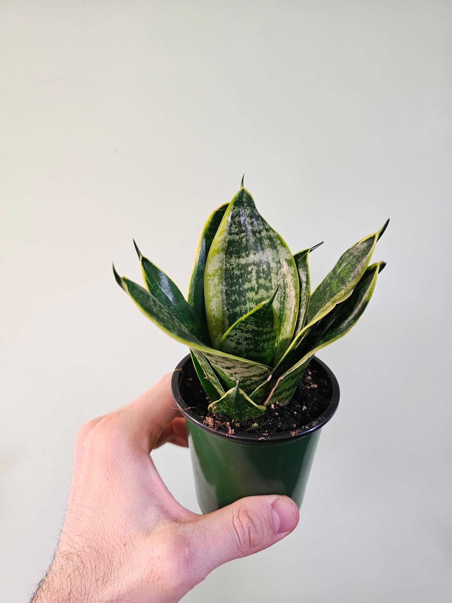 Sansevieria hahnii 'Misty Star' 3.5"