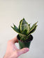 Sansevieria hahnii 'Misty Star' 3.5"