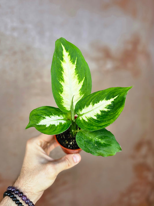 Dieffenbachia 'Tropic Marianne' 3"