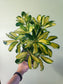 Schefflera arboricola 'Gold Capella' 6"