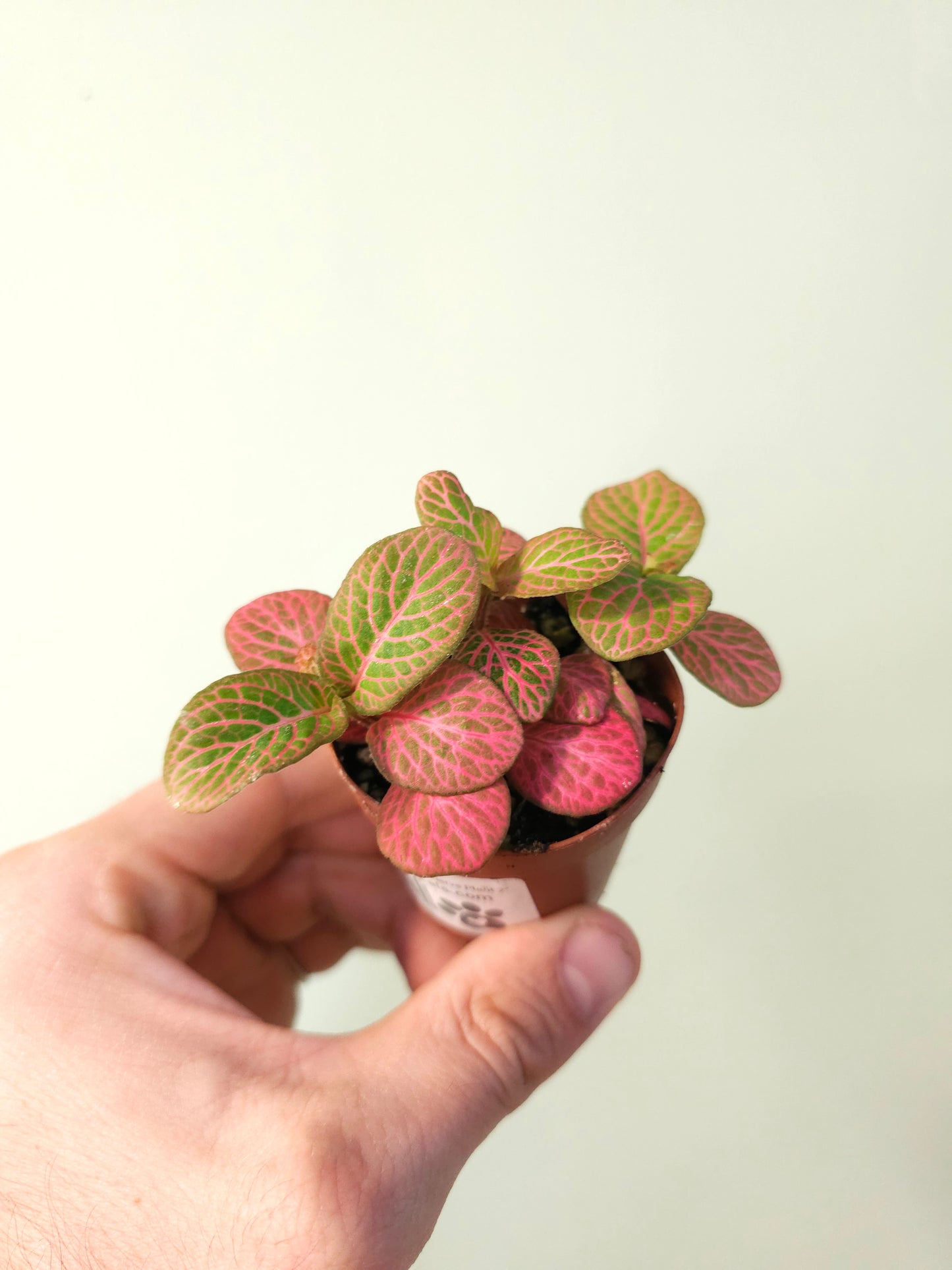 Fittonia albivenis 'Strawberry Blossom' Nerve Plant 2"