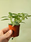 Fittonia albivenis 'White Angel' Nerve Plant 2.5"