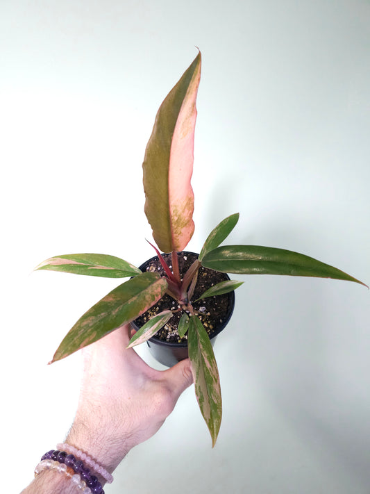 Philodendron 'Caramel Marble' 4"