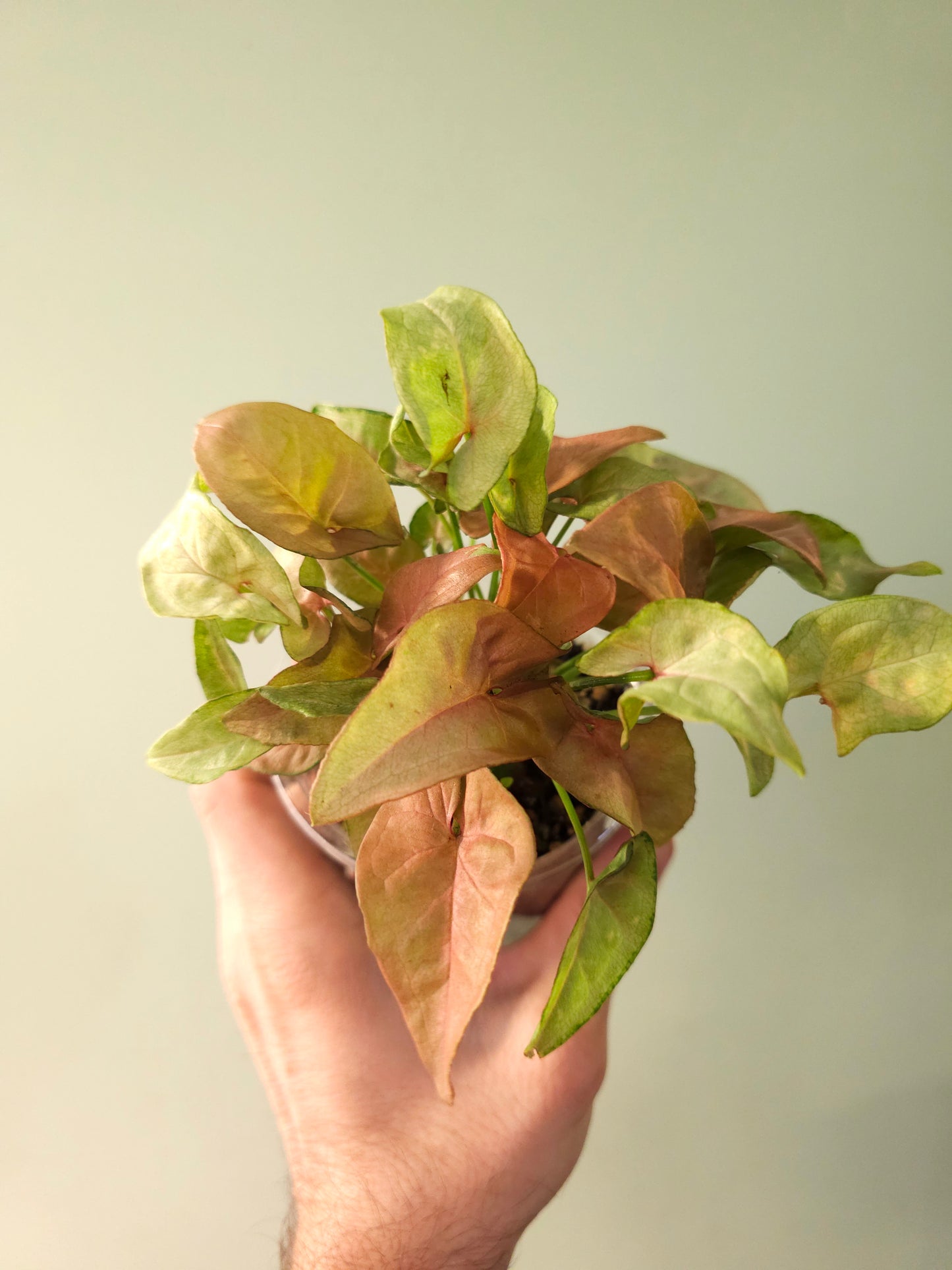Syngonium 'Coral' 4"