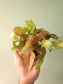 Syngonium 'Coral' 4"