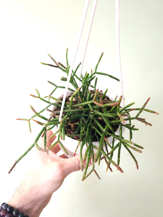 Rhipsalis burchellii 4.5" HB