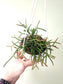 Rhipsalis burchellii 4.5" HB