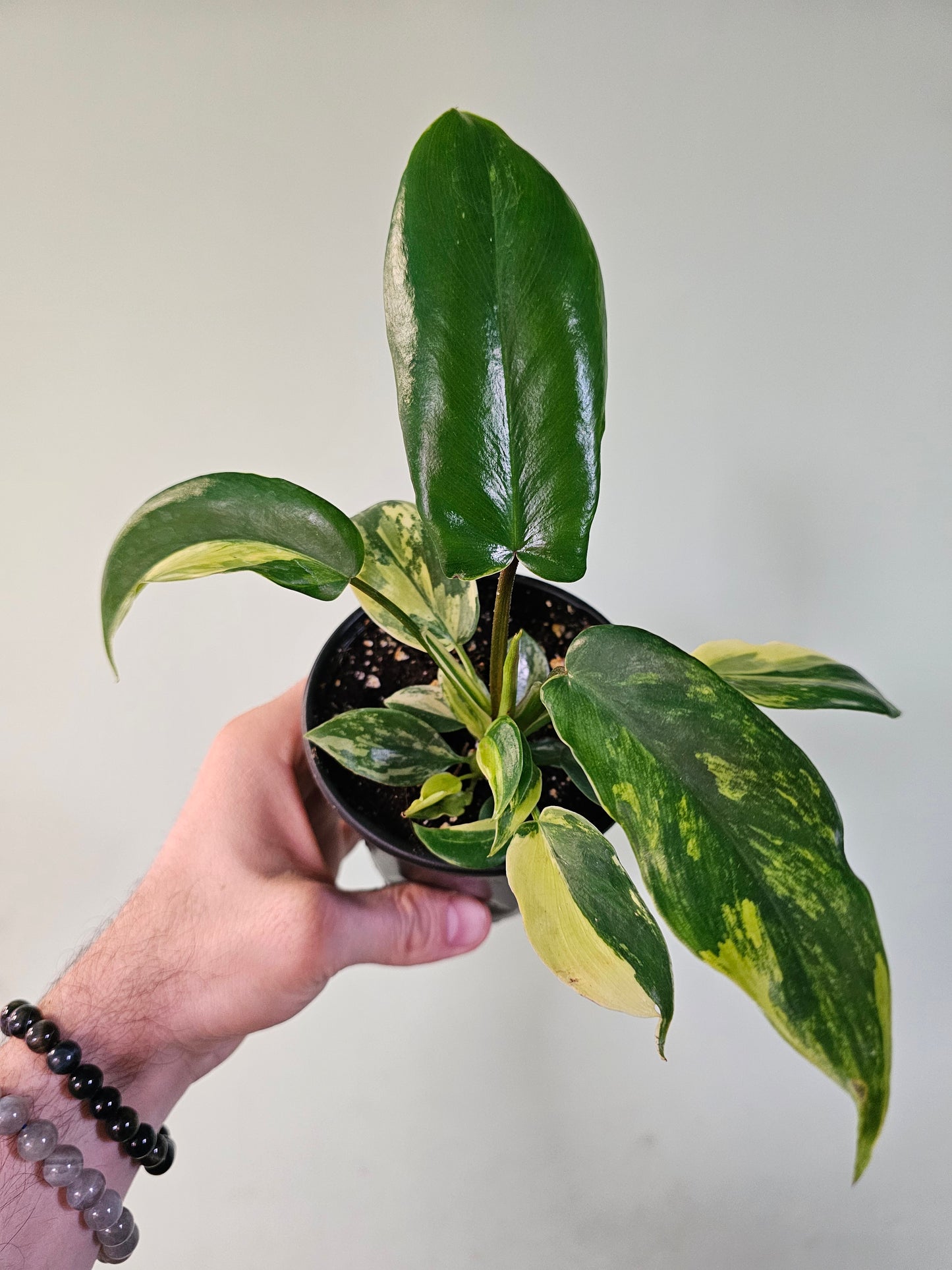 Philodendron 'Florida Beauty' 4"