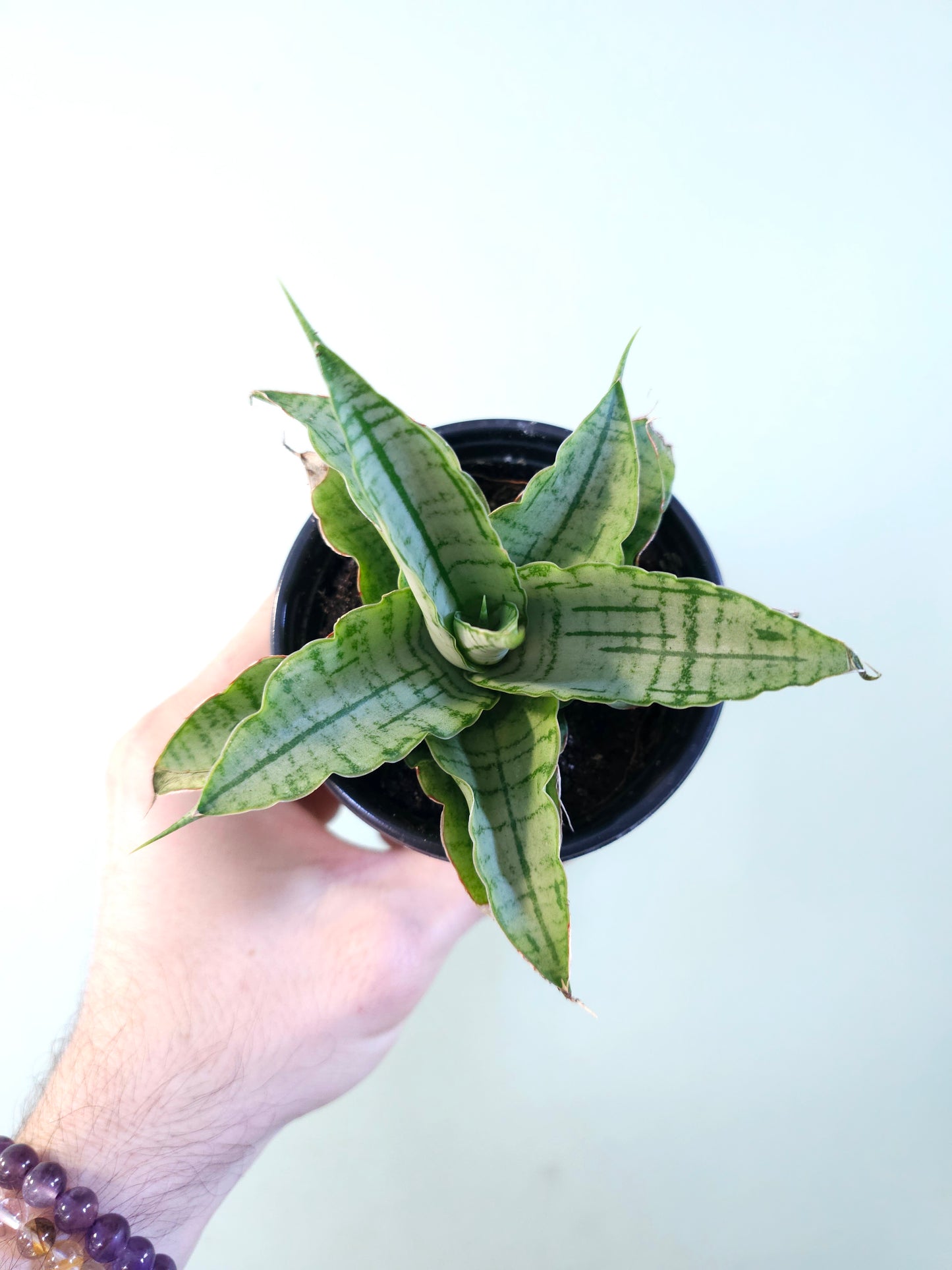 Sansevieria 'Snow Lotus' 3.5"