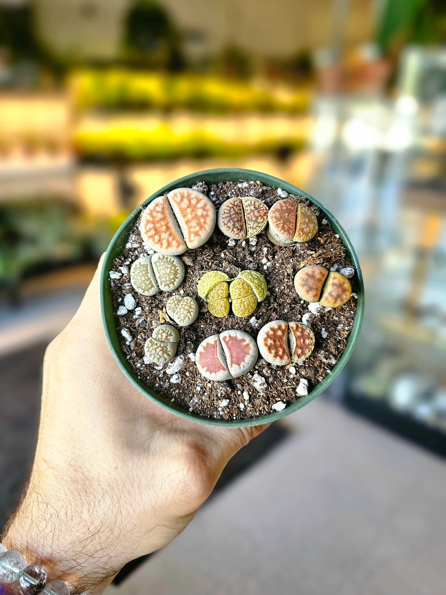 Lithops 4"