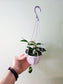 Hoya 'Chouke' 4" HB