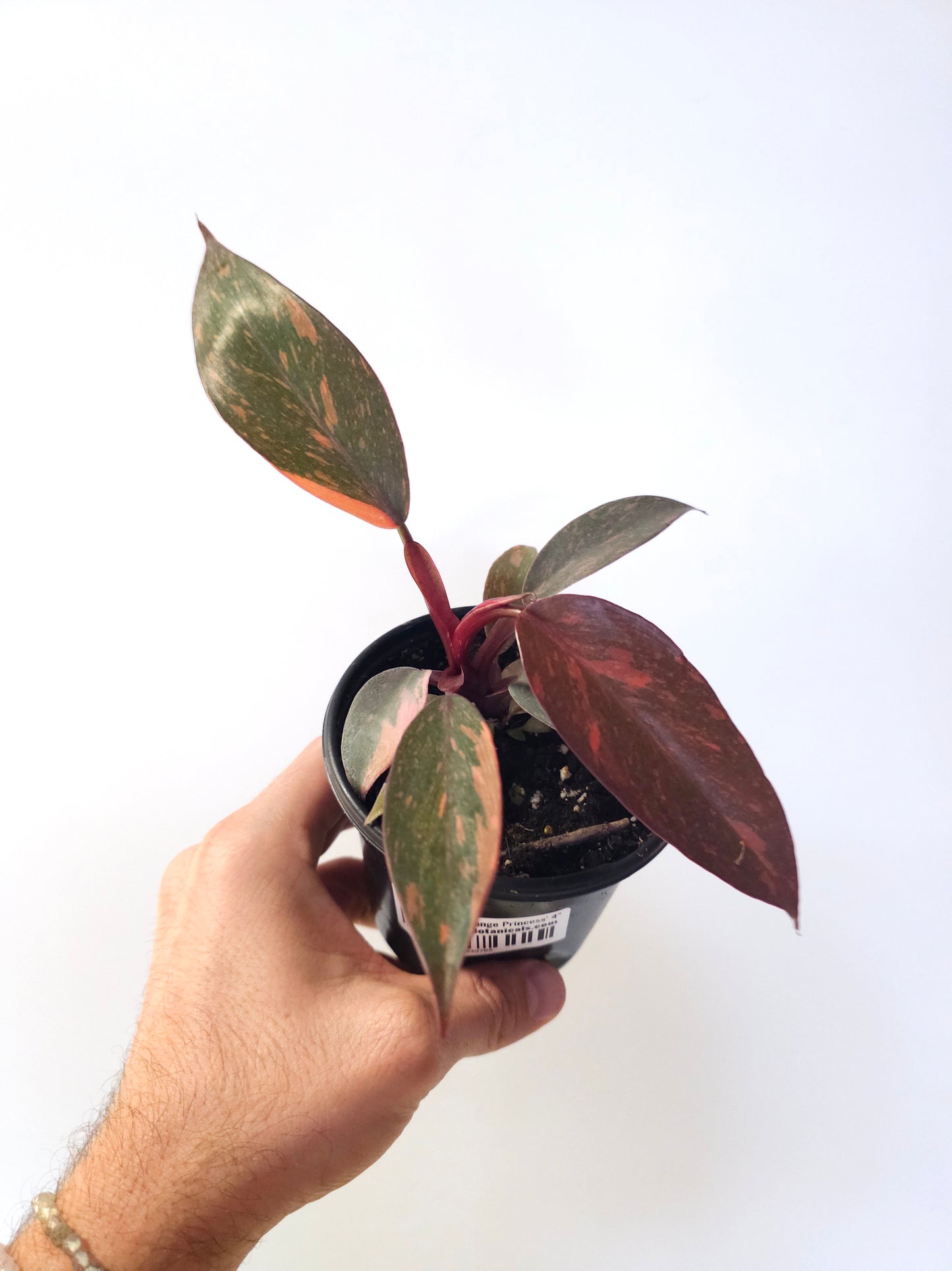 Philodendron 'Orange Princess' 4"