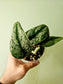 Scindapsus pictus 'Silver Queen' 4"