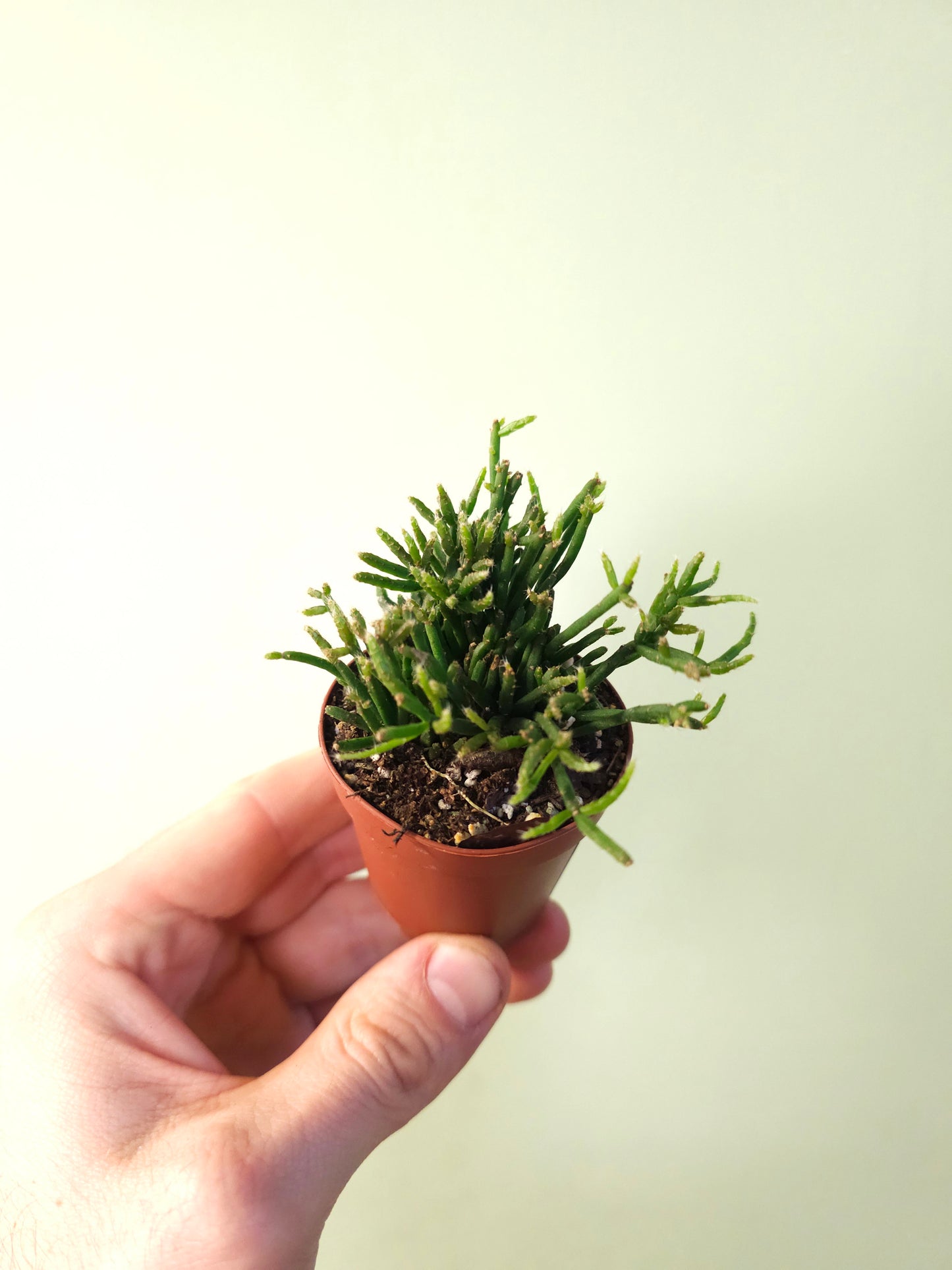 Rhipsalis ewaldiana 2"