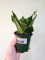 Sansevieria hahnii 'Misty Star' 3.5"