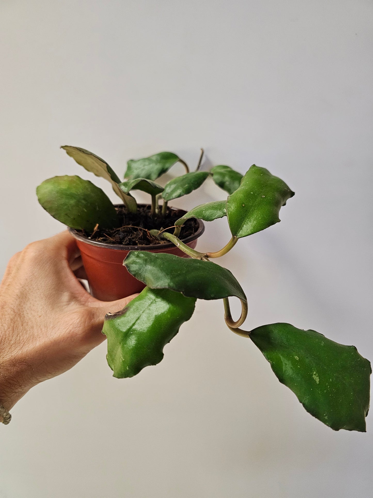 Hoya waymaniae 4"