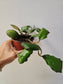 Hoya waymaniae 4"