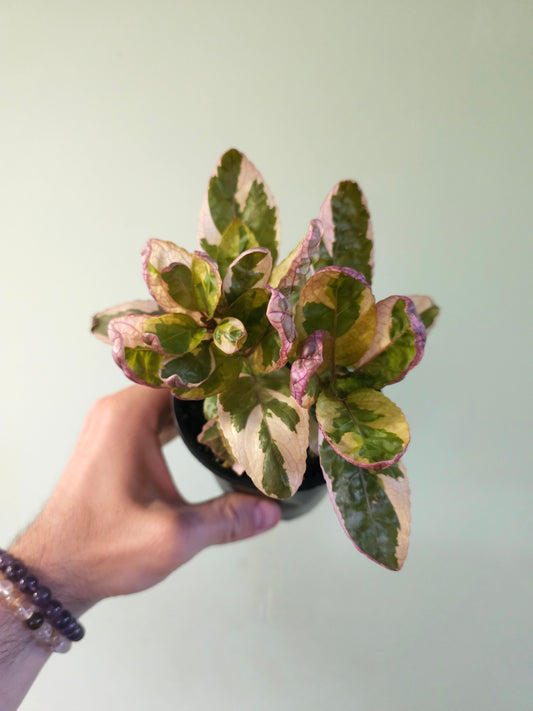 Hemigraphis alternata 'Snow White' 4"