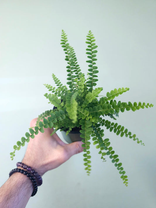 Nephrolepis cordifolia "Lemon Button Fern" 3.5"