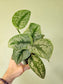 Scindapsus pictus 'Exotica' 4"