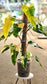 SAAM Auction - XXL Variegated Philodendron Domesticum
