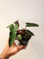 Philodendron billietiae 'Black' 4"