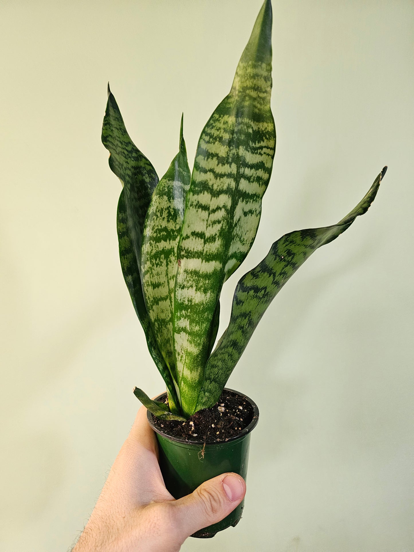 Sansevieria 'Jaboa' 3.5"