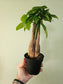 Pachira aquatica "Money Tree" Braid 4"