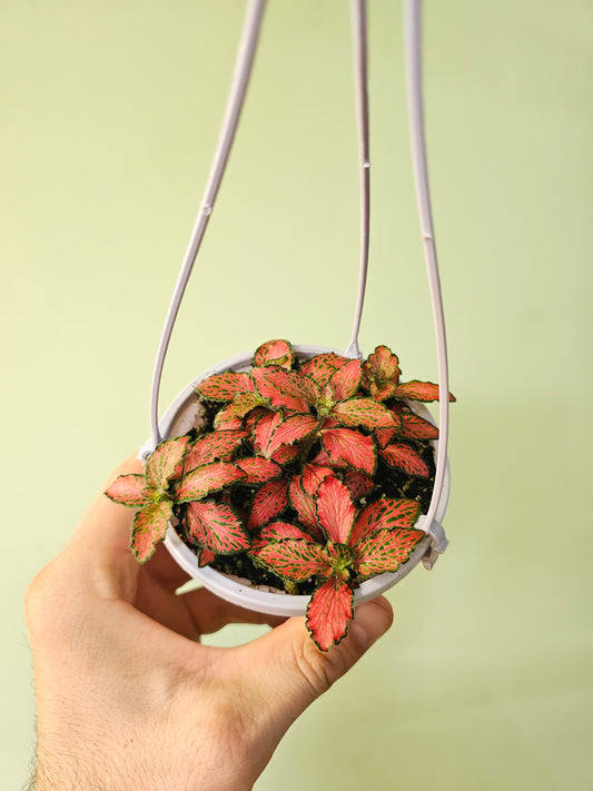 Fittonia albivenis 'Red Forest Flame' 4" HB