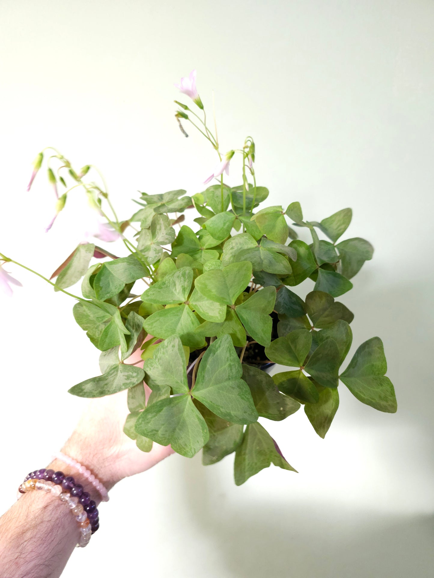 Oxalis triangularis 'Mystic Mist' 4.5"