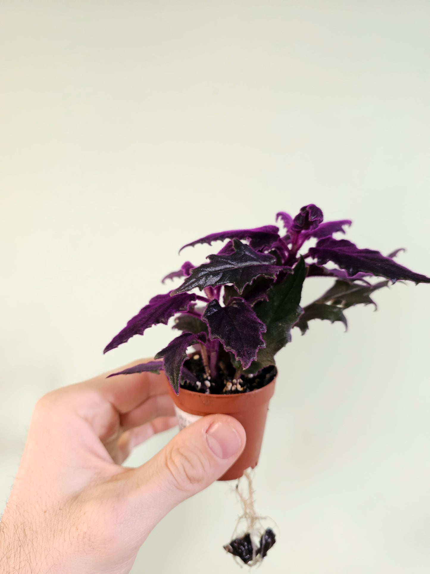 Gynura aurantiaca "Purple Passion" 2"