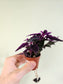 Gynura aurantiaca "Purple Passion" 2"
