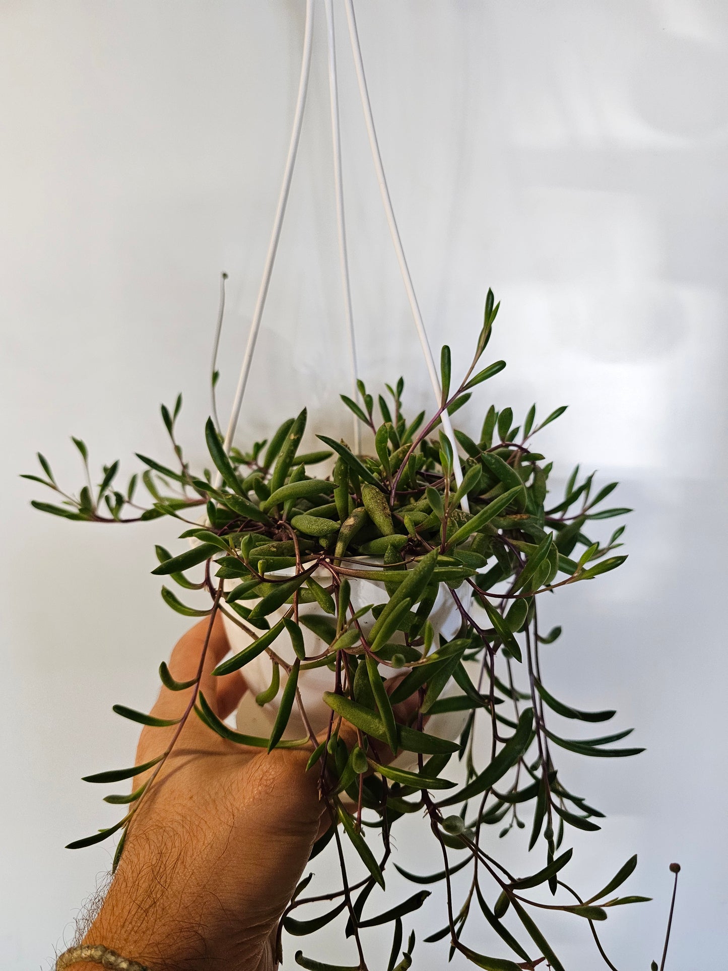 Othonna capensis "String of Ruby Beads" 4.5" HB