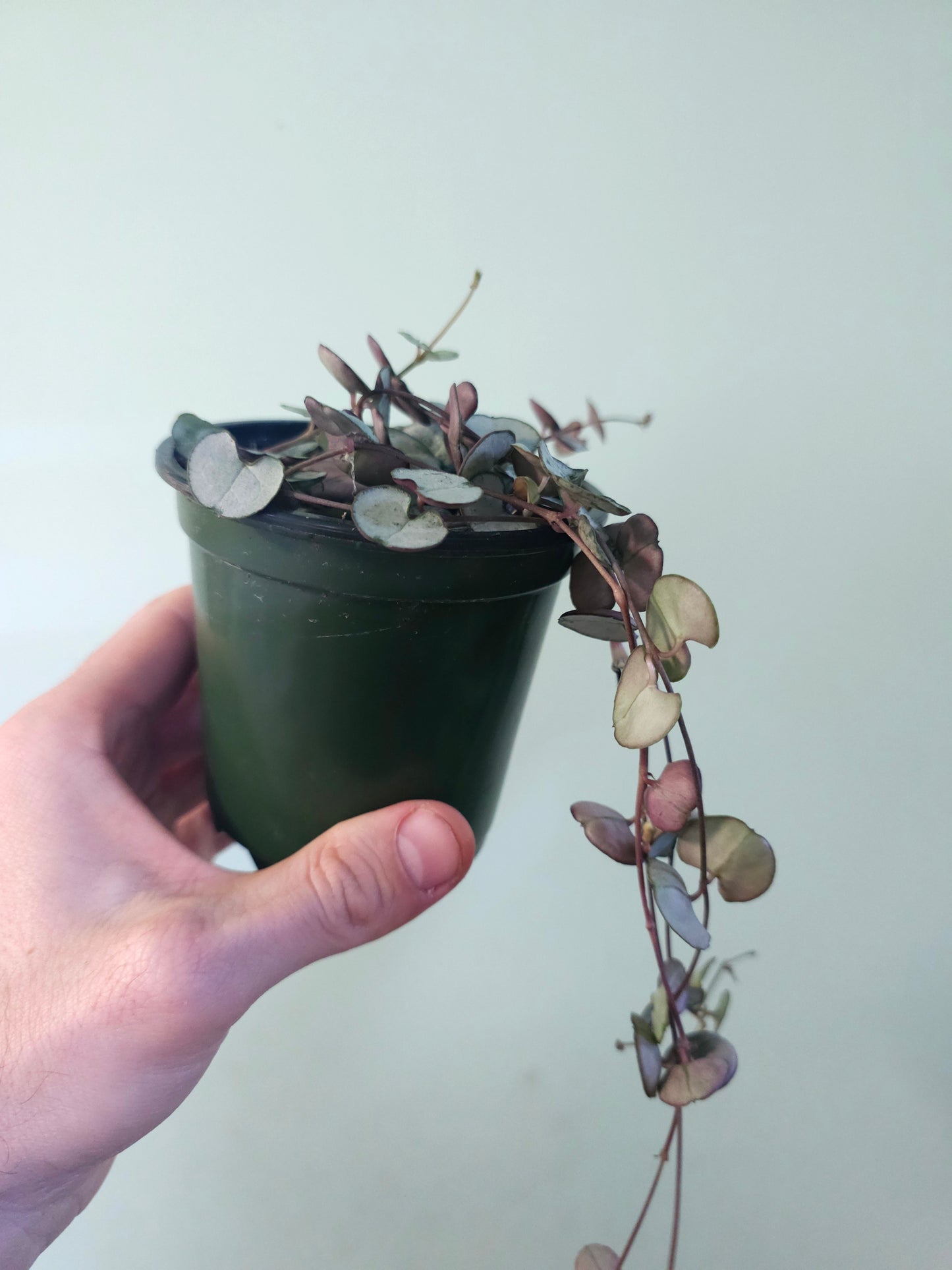 Ceropegia woodii 'Silver Glory' String of Hearts 4"