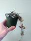 Ceropegia woodii 'Silver Glory' String of Hearts 4"