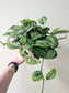 Scindapsus pictus 'Silver Splash' 6”