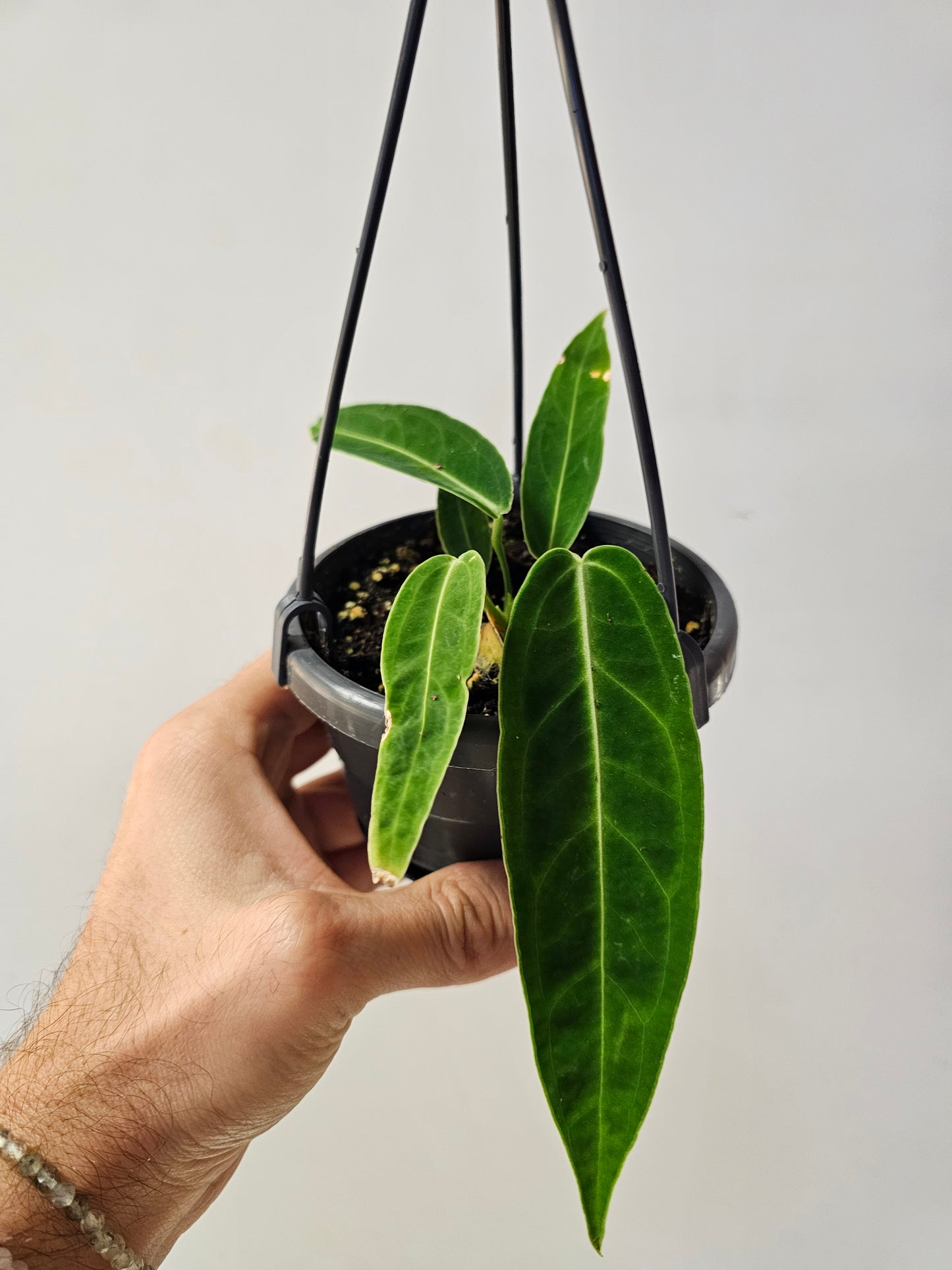 Anthurium warocqueanum "Queen Anthurium" 4" HB