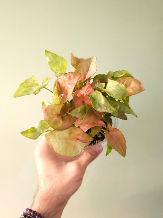 Syngonium 'Coral' 4"