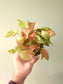 Syngonium 'Coral' 4"