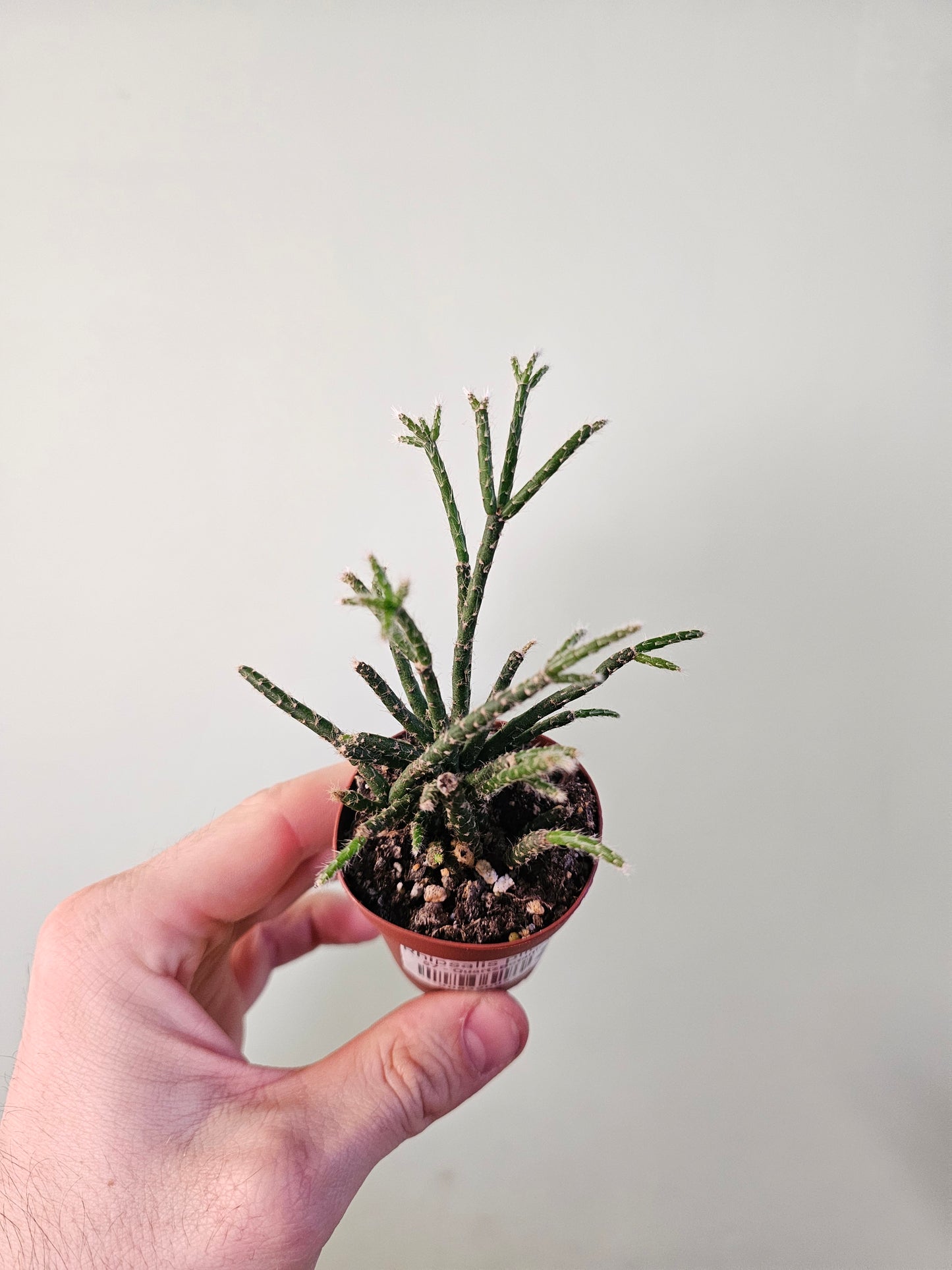 Rhipsalis pilocarpa 2"