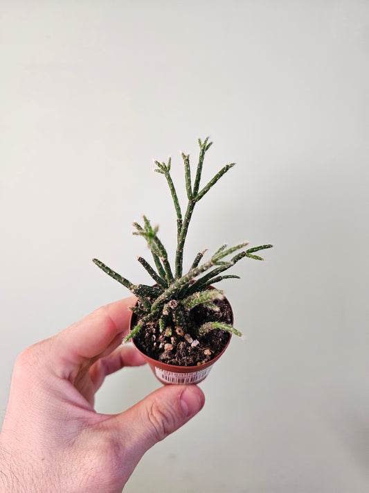 Rhipsalis pilocarpa 2"