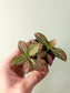 Fittonia albivenis 'Pink Forest Flame' 2"