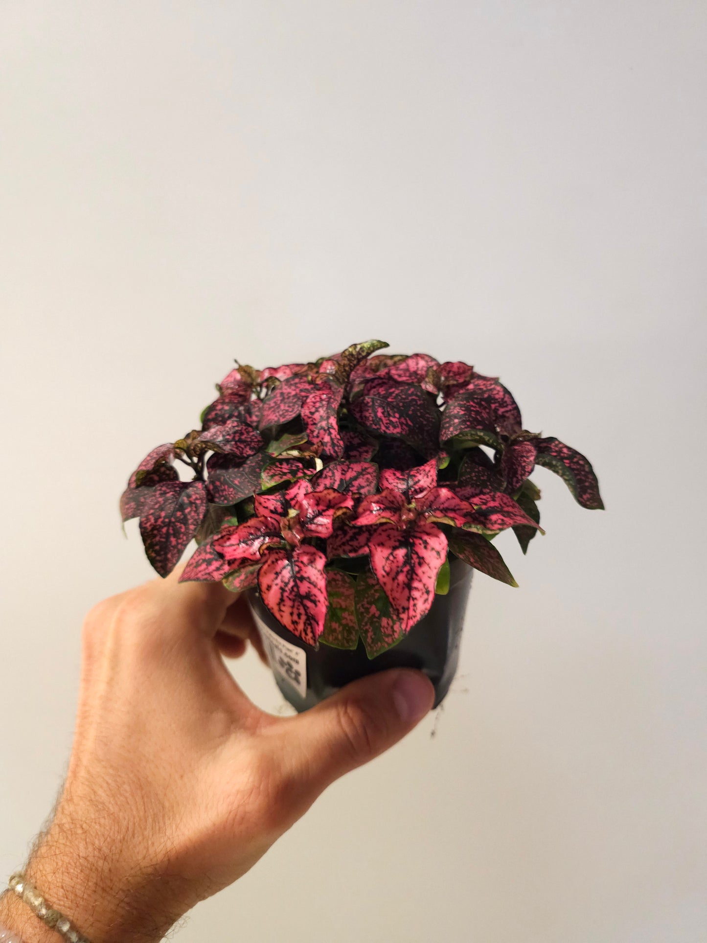 Hypoestes phyllostachya 'Magenta' "Polka Dot Plant" 4"